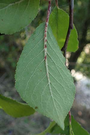 Prunus domestica subsp. domestica \ Zwetschge, Pflaume / Plum, D Soest 22.8.2022