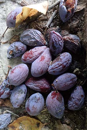 Prunus domestica subsp. domestica \ Zwetschge, Pflaume / Plum, D Soest 22.8.2022
