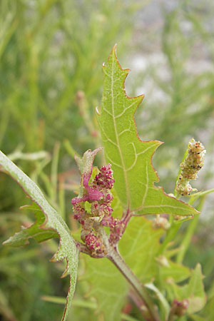 Atriplex prostrata \ Spie-Melde, Spieblttrige Melde / Spear-Leaved Orache, DK Insel/island Bog 4.8.2009
