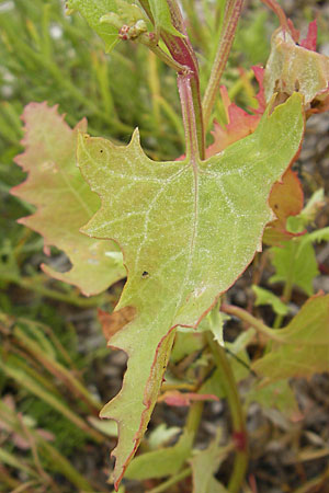 Atriplex prostrata \ Spie-Melde, Spieblttrige Melde / Spear-Leaved Orache, DK Insel/island Bog 4.8.2009