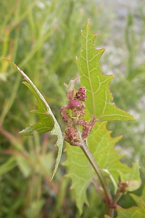 Atriplex prostrata \ Spie-Melde, Spieblttrige Melde / Spear-Leaved Orache, DK Insel/island Bog 4.8.2009