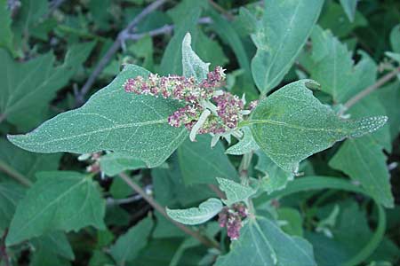Atriplex prostrata \ Spie-Melde, Spieblttrige Melde / Spear-Leaved Orache, DK Insel/island Mn 4.8.2009