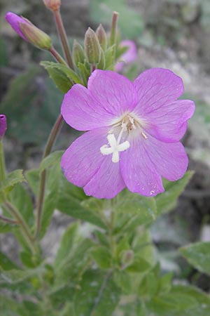 Epilobium hirsutum \ Zottiges Weidenrschen / Great Willowherb, DK Insel/island Mn 4.8.2009