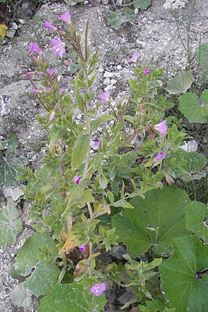 Epilobium hirsutum \ Zottiges Weidenrschen / Great Willowherb, DK Insel/island Mn 4.8.2009