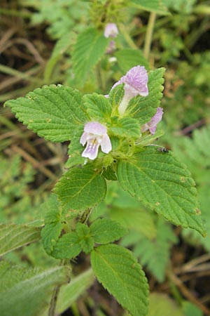 Galeopsis tetrahit \ Stechender Hohlzahn / Common Hemp-Nettle, DK Insel/island Bog 4.8.2009