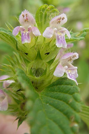 Galeopsis tetrahit \ Stechender Hohlzahn / Common Hemp-Nettle, DK Insel/island Bog 4.8.2009