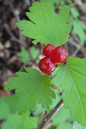 Ribes spicatum \ hrige Johannisbeere / Downy Currant, Wild Currant, DK Insel/island Mn 4.8.2009