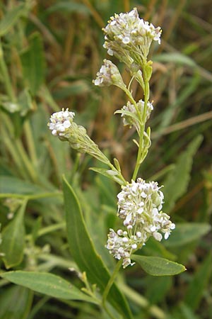 Lepidium latifolium \ Breitblttrige Kresse / Dittander, DK Insel/island Bog 4.8.2009
