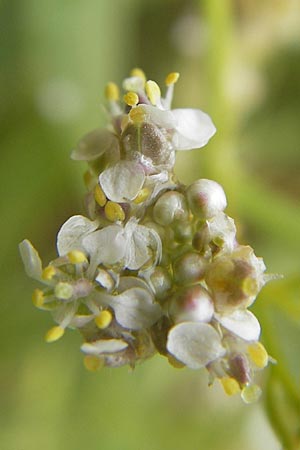 Lepidium latifolium \ Breitblttrige Kresse / Dittander, DK Insel/island Bog 4.8.2009