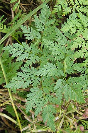 Conium maculatum \ Gefleckter Schierling, Flecken-Schierling / Hemlock, DK Insel/island Bog 4.8.2009