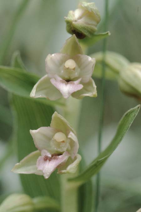 Epipactis renzii \ Renz' Ständelwurz, DK  Skagen 2.8.2001 