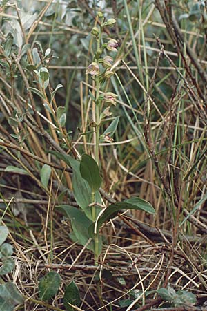 Epipactis renzii \ Renz' Ständelwurz, DK  Skagen 2.8.2001 