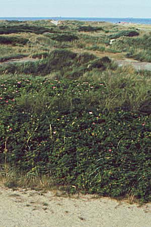 Epipactis renzii \ Renz' Ständelwurz, DK  Skagen 2.8.2001 