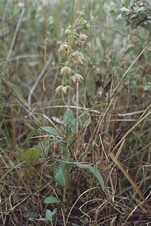 Epipactis renzii \ Renz' Ständelwurz, DK  Skagen 2.8.2001 