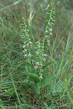 Epipactis renzii \ Renz' Ständelwurz, DK  Skagen 2.8.2001 