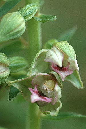 Epipactis renzii \ Renz' Ständelwurz, DK  Skagen 2.8.2001 