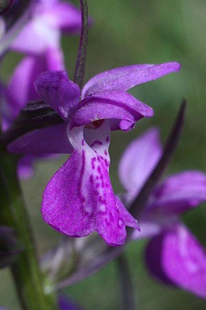 Dactylorhiza incarnata x osiliensis, Estland/Estonia,  Saaremaa, Lümanda Vald 14.6.2011 (Photo: Helmut Presser)