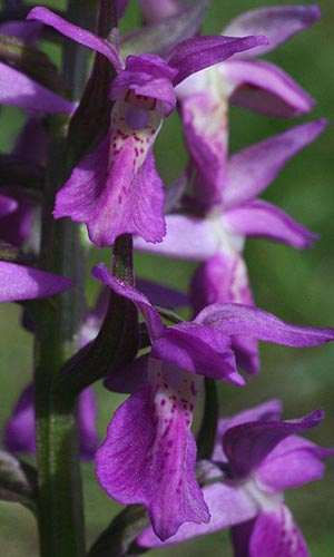 Dactylorhiza ochroleuca x osiliensis, Estland/Estonia,  Saaremaa, Lümanda Vald 14.6.2011 (Photo: Helmut Presser)