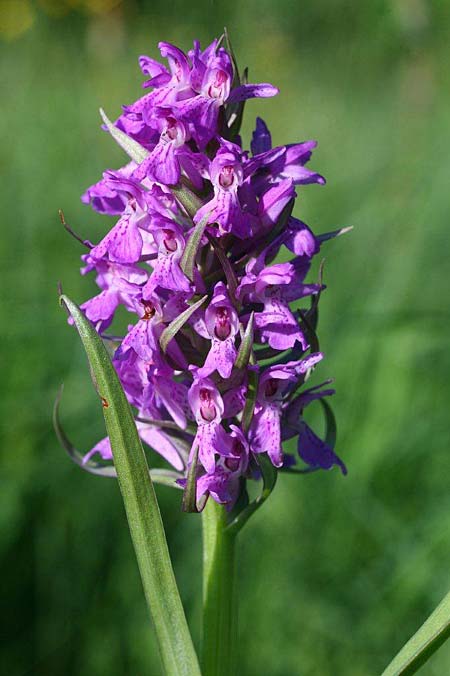 Dactylorhiza vironii \ Estnische Fingerwurz, Estnisches Knabenkraut / Estonian Orchid, Estland/Estonia,  Vitsu 16.6.2011 (Photo: Helmut Presser)