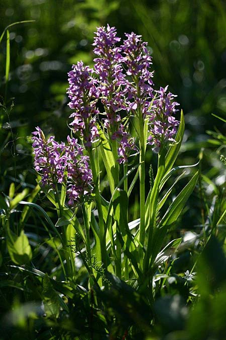 Dactylorhiza vironii \ Estnische Fingerwurz, Estnisches Knabenkraut / Estonian Orchid, Estland/Estonia,  Vitsu 16.6.2011 (Photo: Helmut Presser)