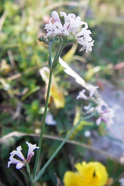 Asperula aristata \ Grannen-Meister / Woodruff, E Picos de Europa, Covadonga 7.8.2012