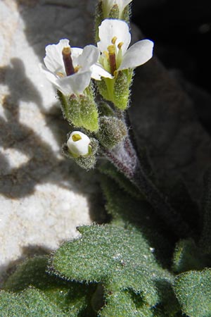 Arabis alpina subsp. alpina \ Alpen-Gnsekresse / Alpine Rock-Cress, E Picos de Europa, Fuente De 14.8.2012