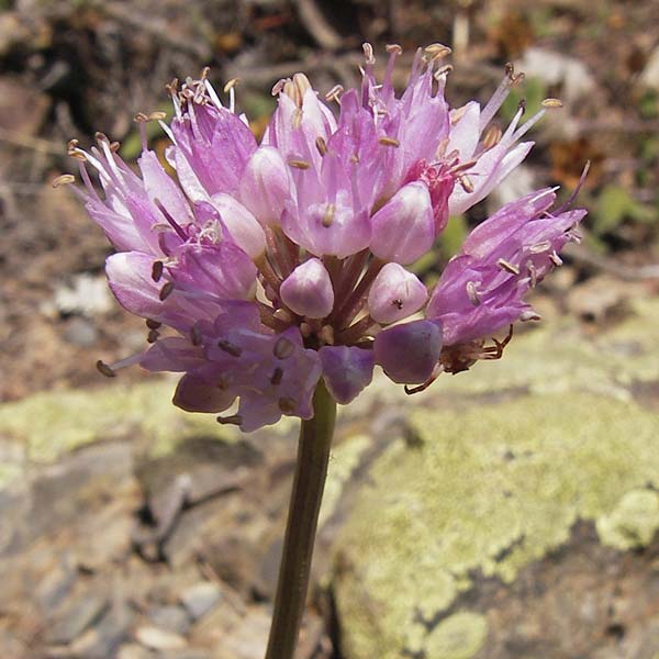 Allium senescens subsp. montanum \ Berg-Lauch / Mountain Garlic, German Garlic, E Picos de Europa, Potes 15.8.2012