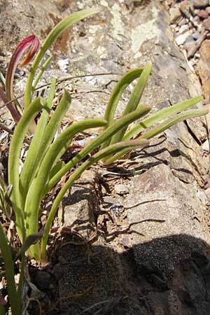 Allium senescens subsp. montanum \ Berg-Lauch / Mountain Garlic, German Garlic, E Picos de Europa, Potes 15.8.2012