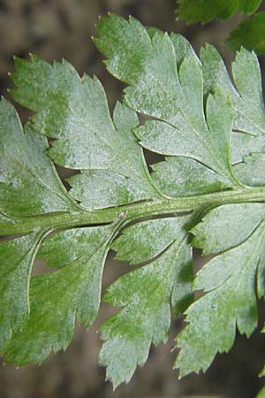 Asplenium adiantum-nigrum \ Schwarzer Streifenfarn / Black Spleenwort, E San Sebastian 15.8.2011