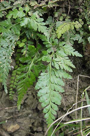 Asplenium adiantum-nigrum \ Schwarzer Streifenfarn / Black Spleenwort, E San Sebastian 15.8.2011