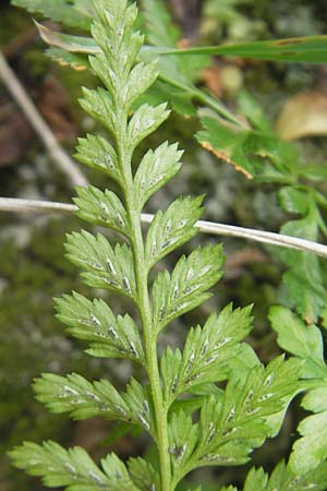 Asplenium onopteris \ Spitzer Streifenfarn / Irish Spleenwort, E San Sebastian 15.8.2011