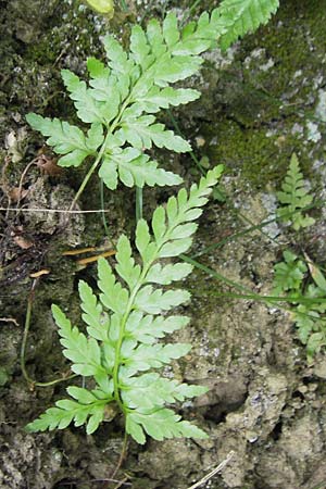 Asplenium adiantum-nigrum \ Schwarzer Streifenfarn / Black Spleenwort, E San Sebastian 15.8.2011