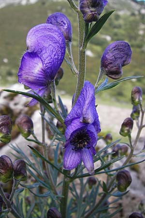 Aconitum napellus subsp. napellus \ Gewhnlicher Blauer Eisenhut / Monk's-Hood, E Picos de Europa, Covadonga 7.8.2012