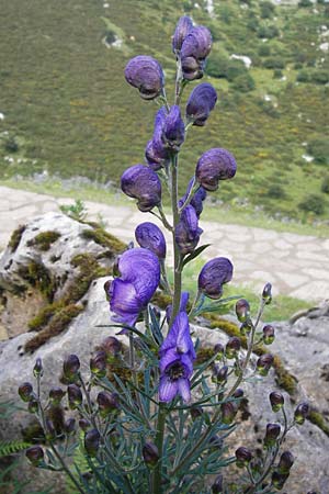 Aconitum napellus subsp. napellus \ Gewhnlicher Blauer Eisenhut / Monk's-Hood, E Picos de Europa, Covadonga 7.8.2012