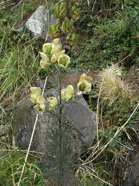 Aconitum anthora \ Blassgelber Eisenhut, Gift-Eisenhut / Pyrenean Monk's-Hood, E Pyren&auml;en/Pyrenees, Benasque 17.8.2006
