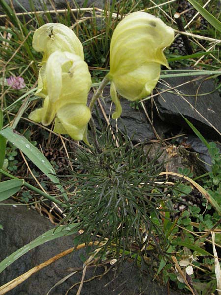 Aconitum anthora \ Blassgelber Eisenhut, Gift-Eisenhut / Pyrenean Monk's-Hood, E Pyren&auml;en/Pyrenees, Benasque 17.8.2006