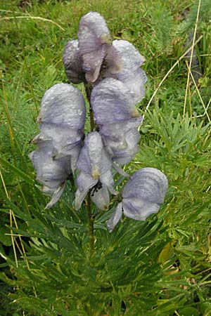 Aconitum napellus subsp. napellus \ Gewhnlicher Blauer Eisenhut / Monk's-Hood, E Pyrenäen/Pyrenees, Benasque 17.8.2006