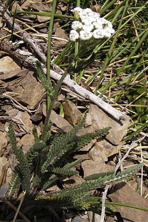 Achillea millefolium agg. \ Gemeine Schafgarbe / Yarrow, E Picos de Europa, Puerto de San Glorio 13.8.2012
