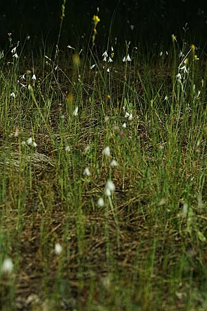 Acis trichophylla \ Haarbl&auml;ttrige Knotenblume / Tree-Leaved Snowflake, E Coto de Donana 7.4.2023 (Photo: Helmut Presser)
