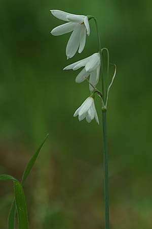 Acis trichophylla \ Haarbl&auml;ttrige Knotenblume / Tree-Leaved Snowflake, E Coto de Donana 7.4.2023 (Photo: Helmut Presser)