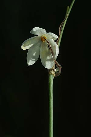Acis trichophylla \ Haarbl&auml;ttrige Knotenblume / Tree-Leaved Snowflake, E Coto de Donana 7.4.2023 (Photo: Helmut Presser)