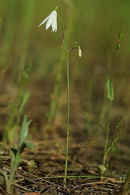 Acis trichophylla \ Haarbl&auml;ttrige Knotenblume / Tree-Leaved Snowflake, E Coto de Donana 7.4.2023 (Photo: Helmut Presser)