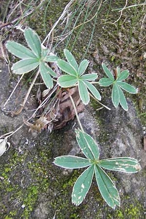 Alchemilla alpigena \ Gefalteter Alpen-Frauenmantel / Alpine Lady's Mantle, E Pyrenäen/Pyrenees, Ordesa 23.8.2011