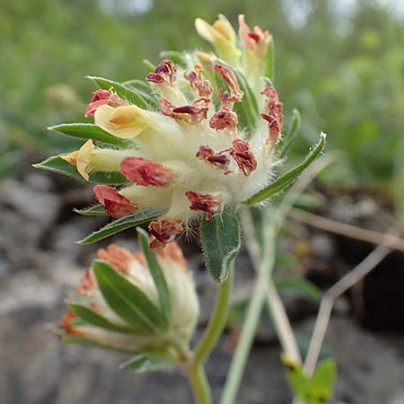 Anthyllis vulneraria subsp. alpestris \ Alpen-Wundklee / Alpine Kidney Vetch, E Pyrenäen/Pyrenees, La Popla de Lillet 5.8.2018