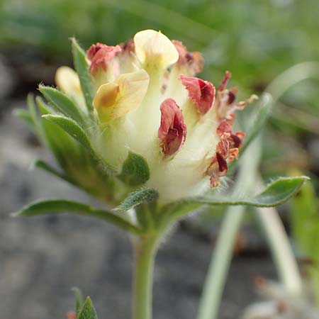 Anthyllis vulneraria subsp. alpestris \ Alpen-Wundklee / Alpine Kidney Vetch, E Pyrenäen/Pyrenees, La Popla de Lillet 5.8.2018