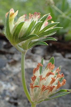 Anthyllis vulneraria subsp. alpestris \ Alpen-Wundklee / Alpine Kidney Vetch, E Pyrenäen/Pyrenees, La Popla de Lillet 5.8.2018