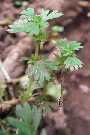Aphanes inexspectata \ Kleinfrchtiger Ackerfrauenmantel / Slender Parsley Piert, E Picos de Europa, Carrea 11.8.2012