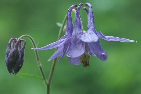 Aquilegia vulgaris \ Gemeine Akelei / Columbine, E Sierra de Cardo 1.5.2004