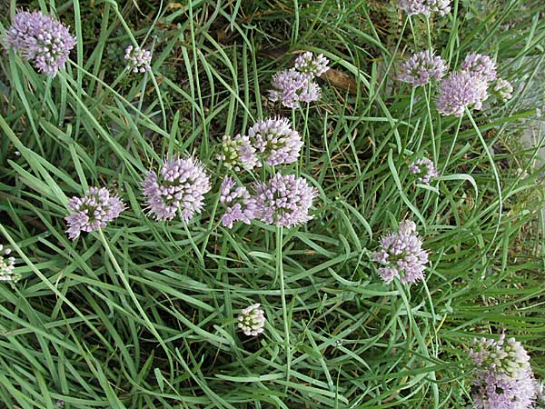 Allium senescens subsp. montanum \ Berg-Lauch / Mountain Garlic, German Garlic, E Pyrenäen/Pyrenees, Durro in Boi - Tal / Valley 16.8.2006