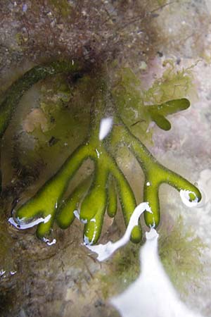 Codium fragile \ Grner Leuchter, Finger-Alge / Dead Man's Fingers, Green Sea Fingers, E Zumaia 16.8.2011